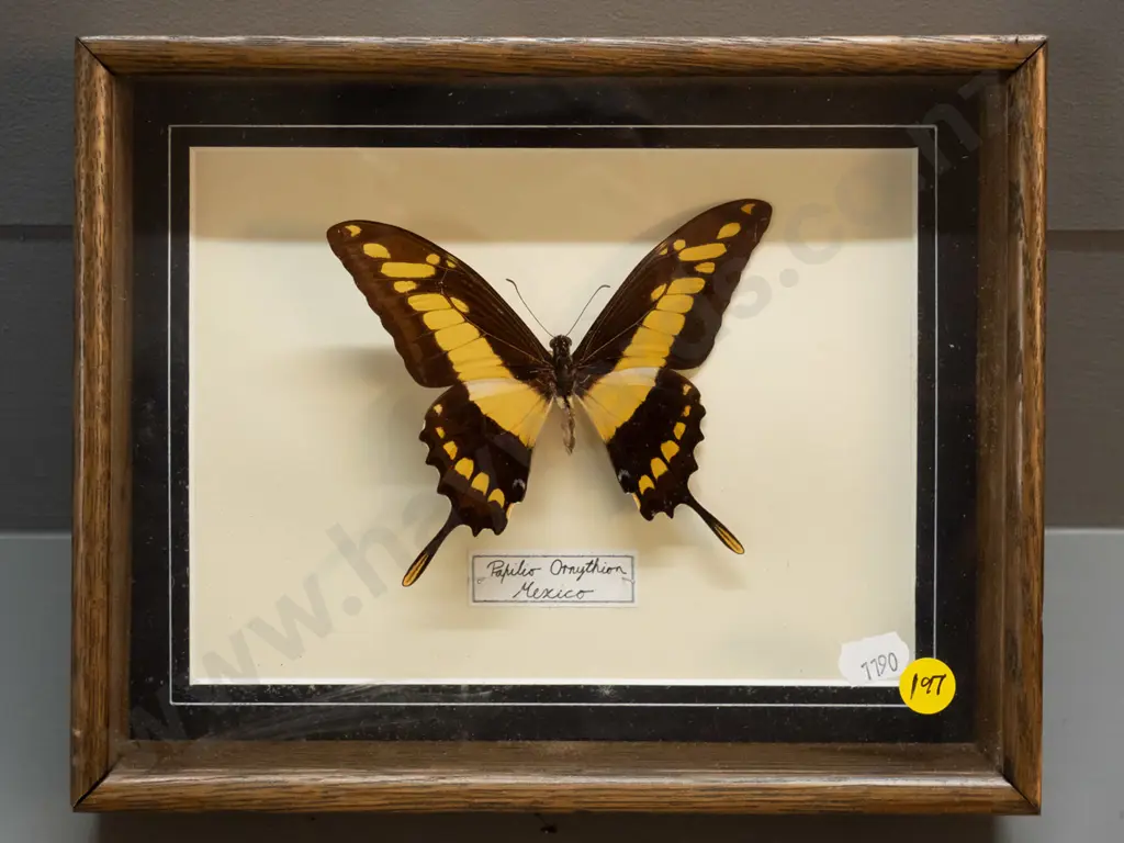 Mexican butterfly in timber and glass shadow-box frame H-240 W-190 D-55 Image 1++