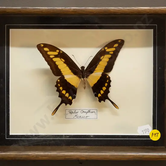 Mexican butterfly in timber and glass shadow-box frame H-240 W-190 D-55