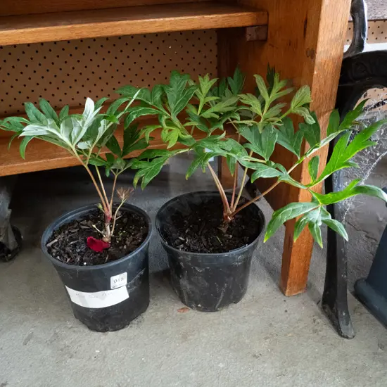 2 potted red tree peonies