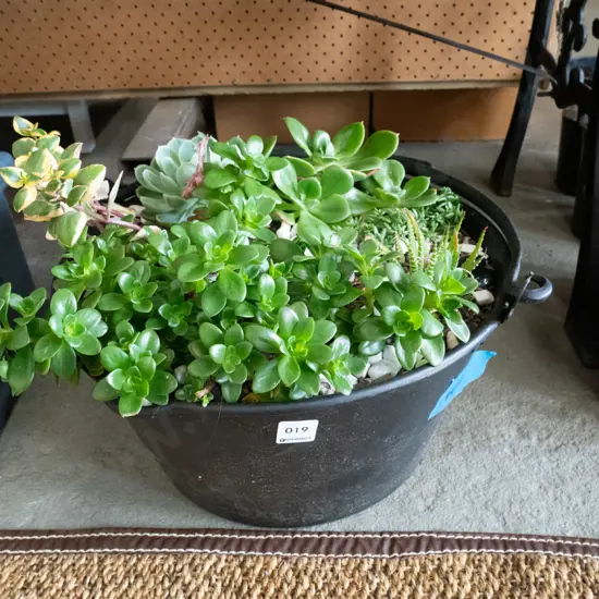 metal pail planter and assorted succulents