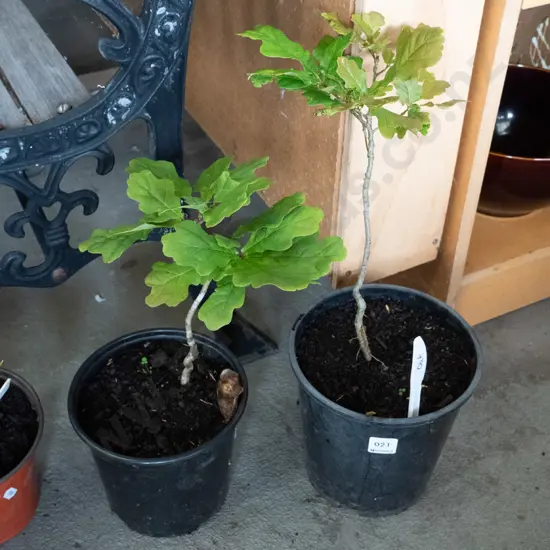 2 potted oaks