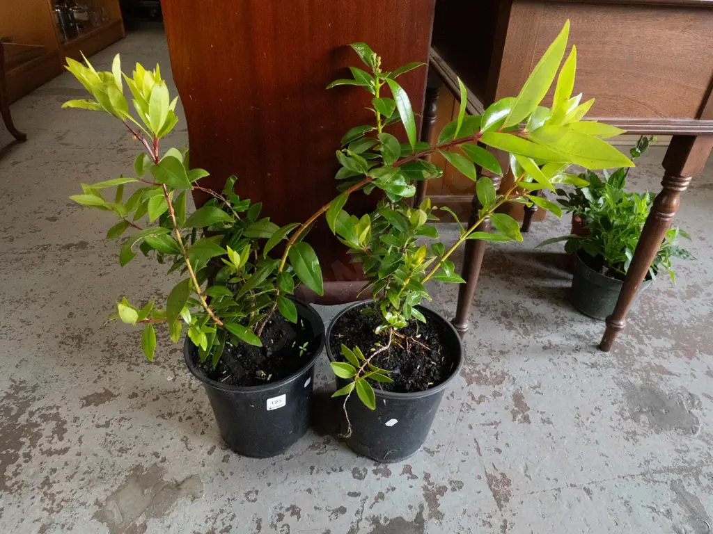 2 potted pohutukawa Image 1++