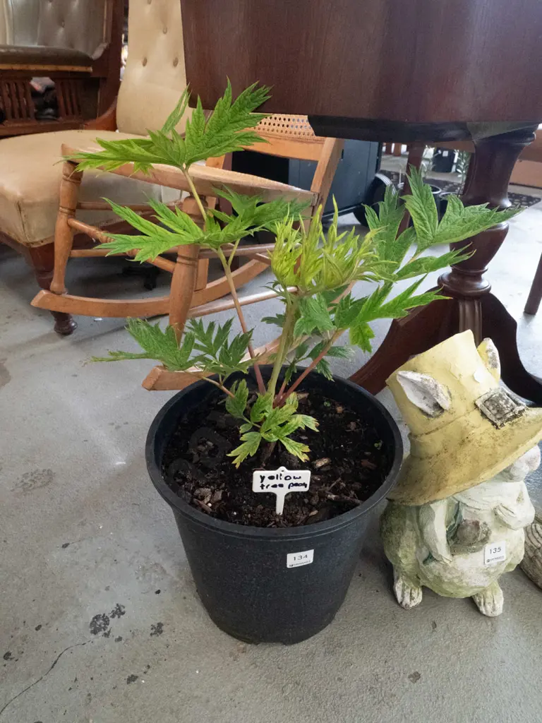 potted yellow tree peony Image 1++