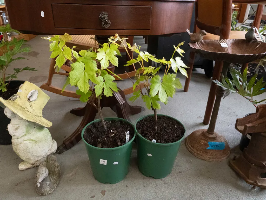 2 potted red grape vines Image 1++