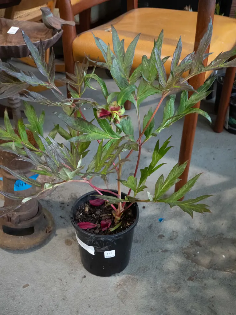 potted red tree peony Image 1++
