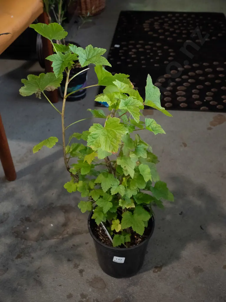 potted red currant "Gauntlet" Image 1++