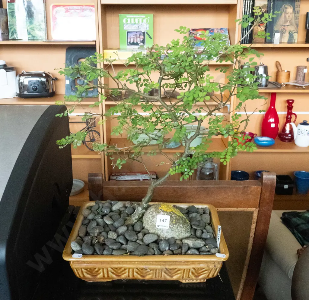bonsai kowhai tree Image 1++