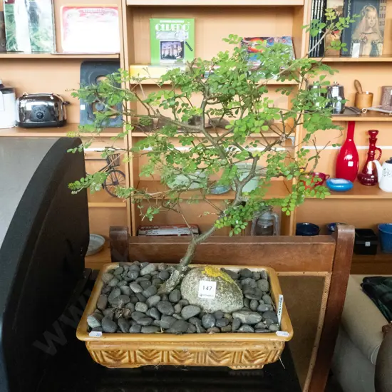 bonsai kowhai tree
