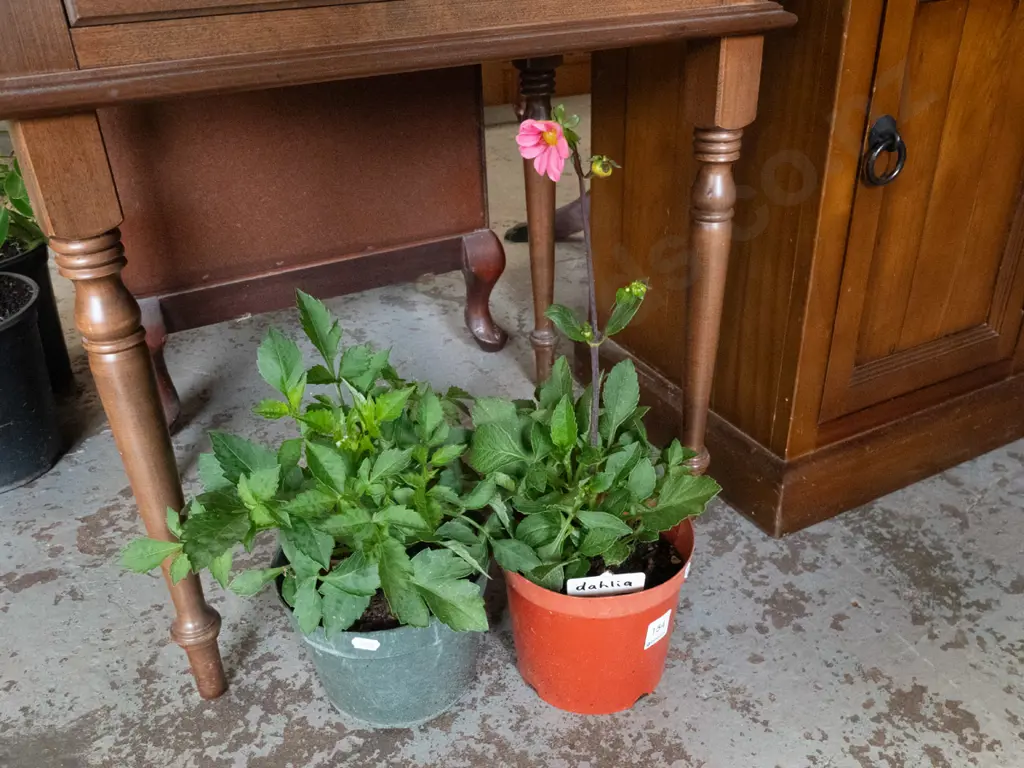 2 potted dahlias Image 1++