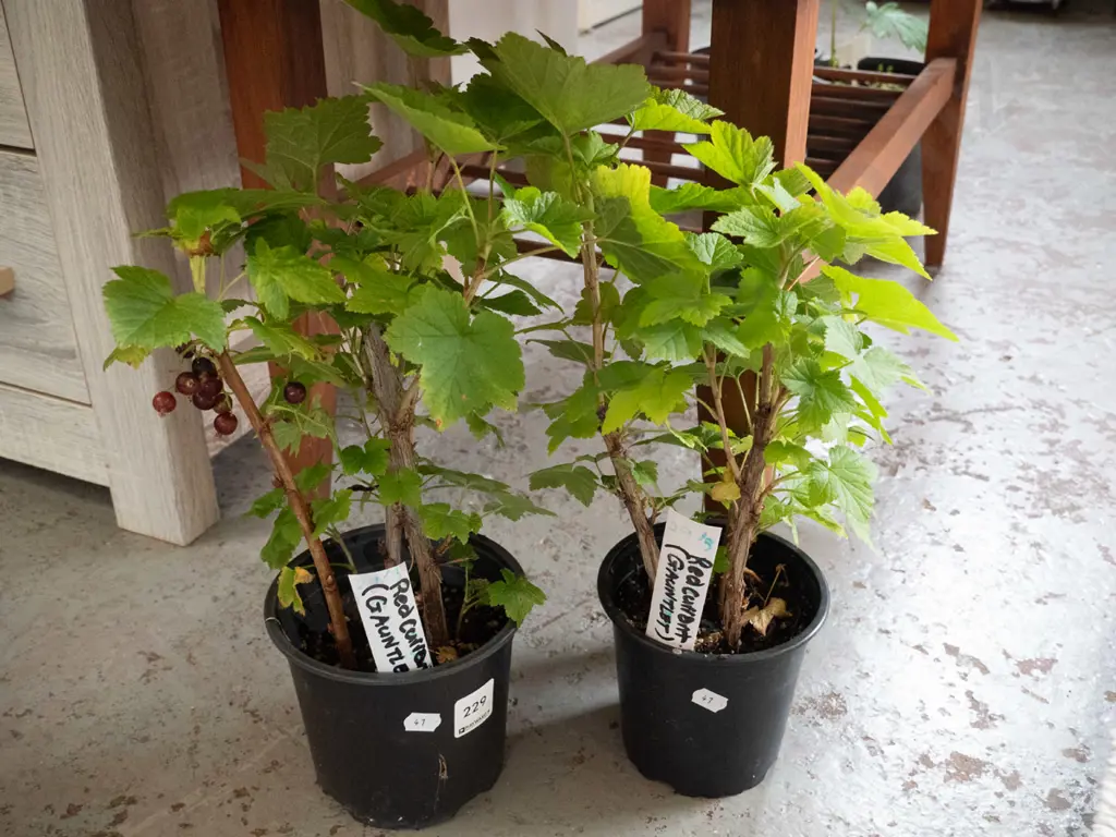 2 potted red currants Image 1++