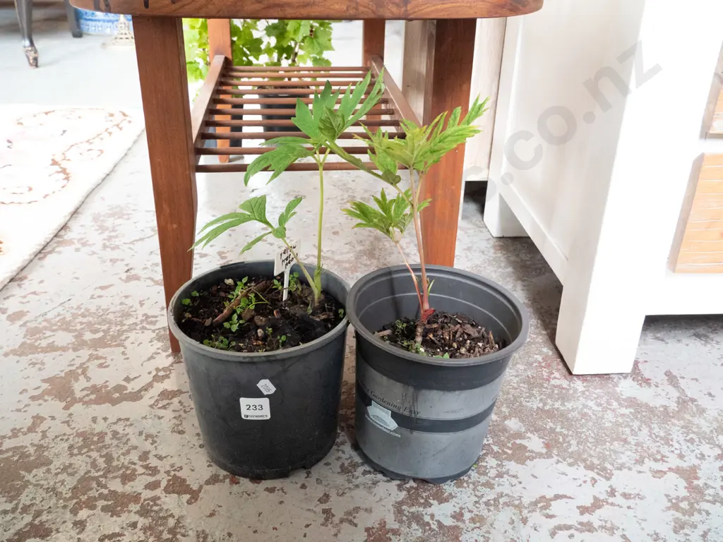 2 potted yellow tree peonies Image 1++