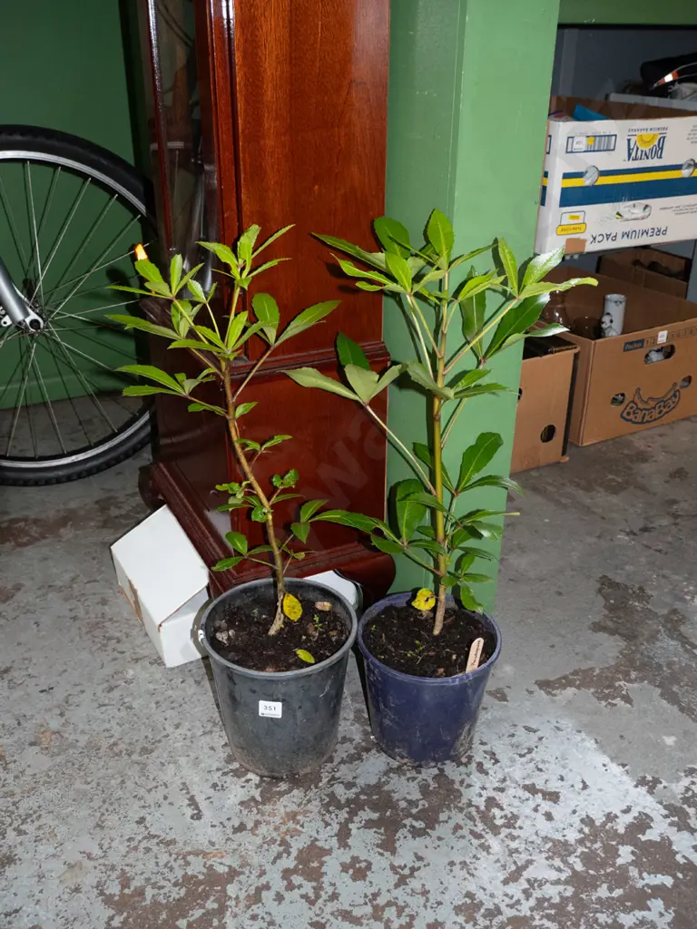 2 potted pseudopanax Image 1++