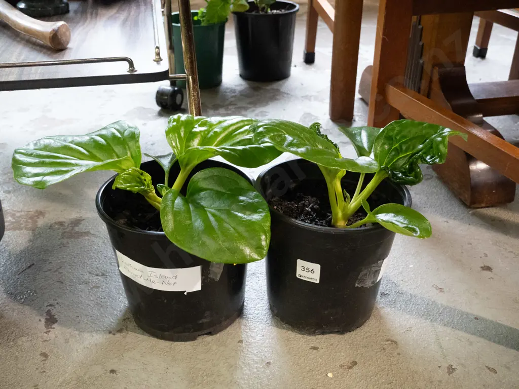 2x potted Chatham Island forget me nots Image 1++