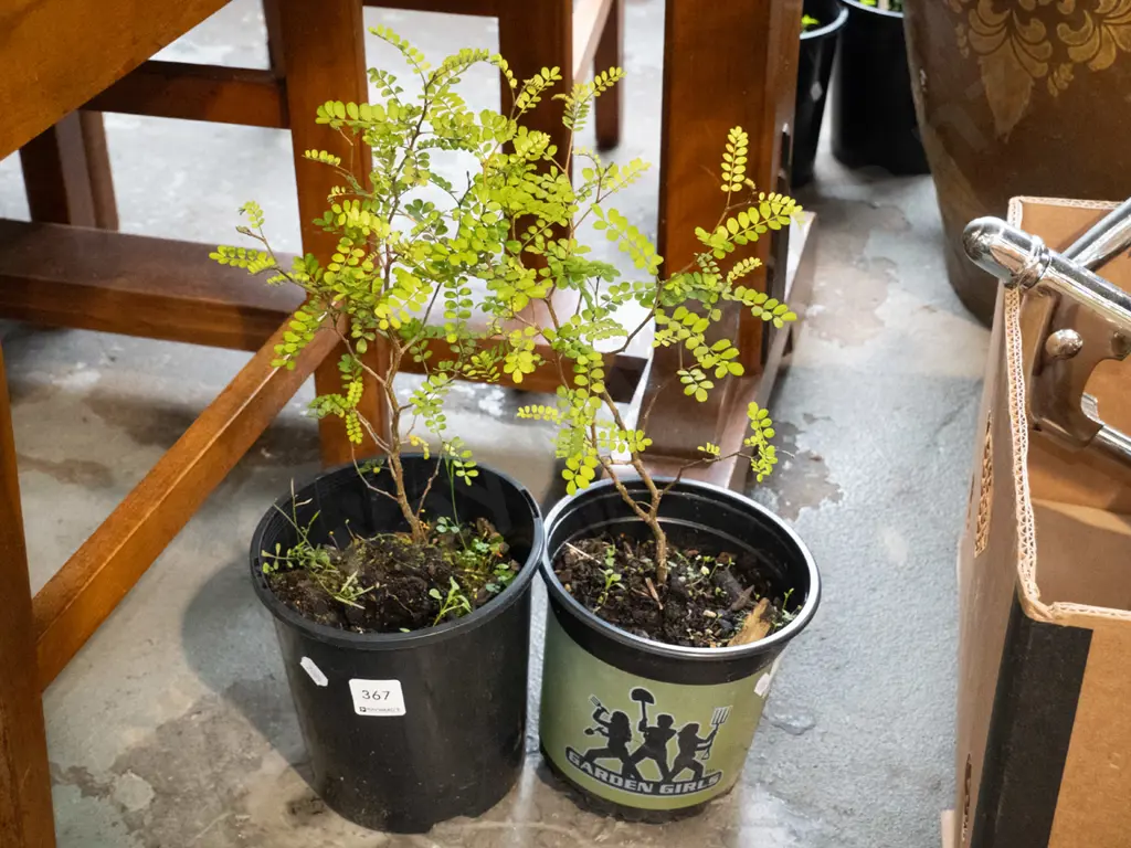 2x potted kowhai Image 1++