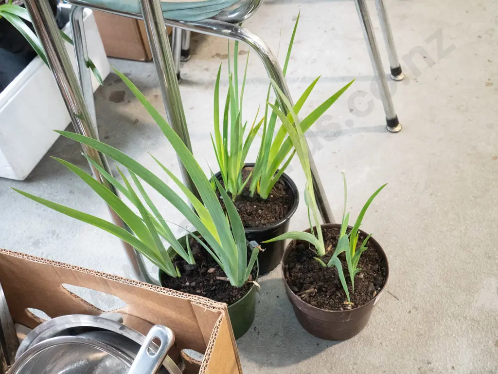3x potted mini irises Image 1++
