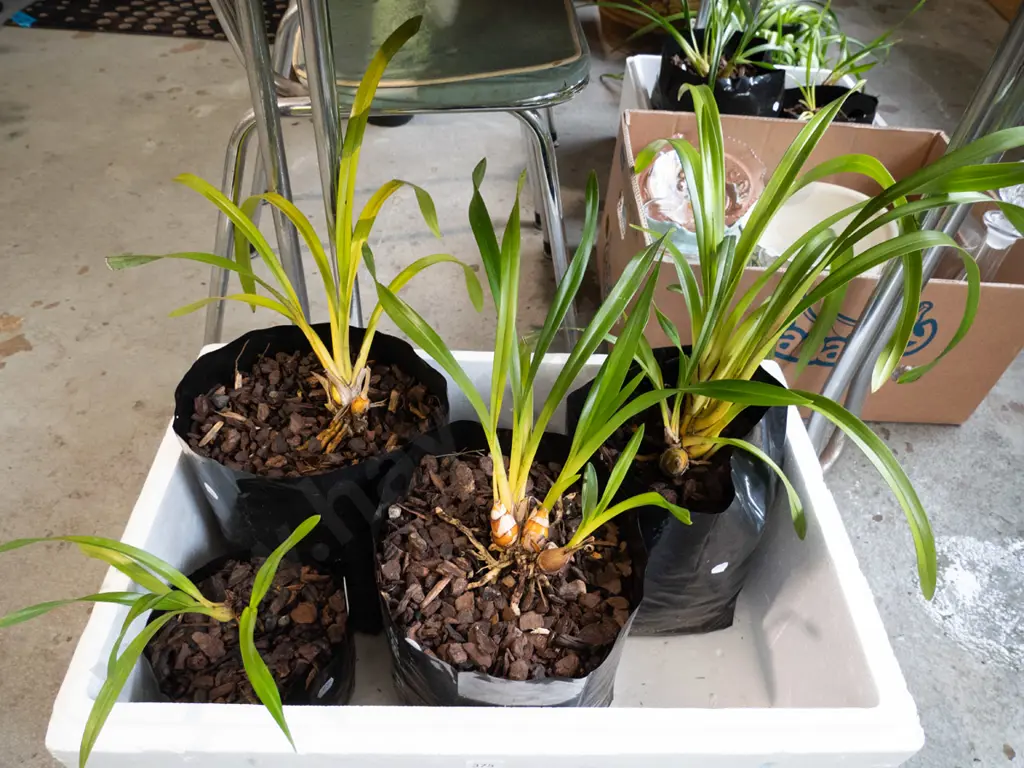 4x bagged orchids Image 1++
