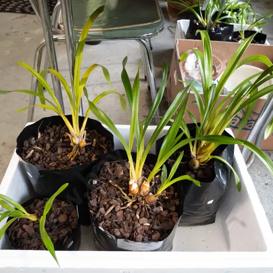 4x bagged orchids