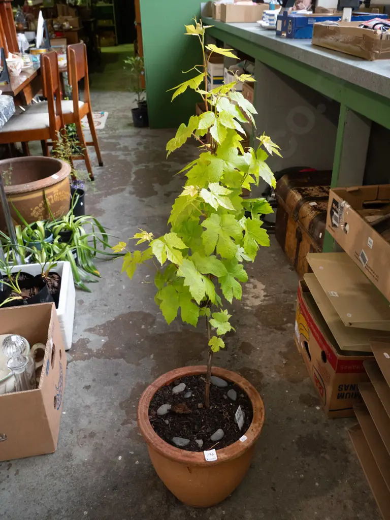 red grape in terracotta planter Image 1++