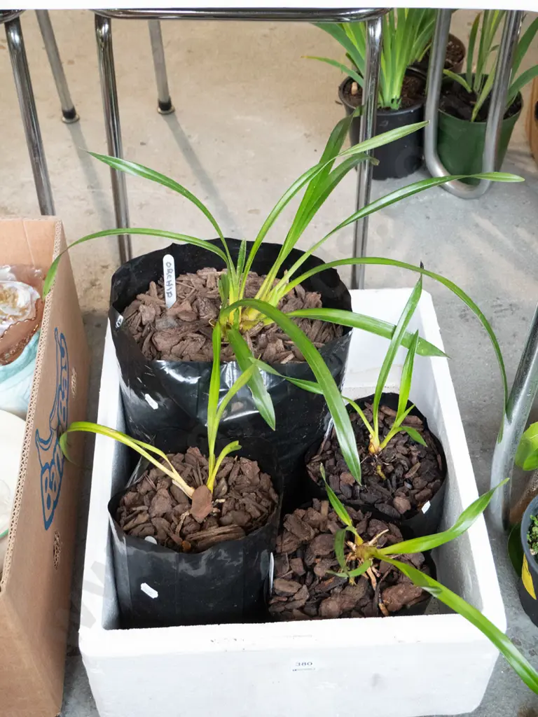 4x bagged orchids Image 1++