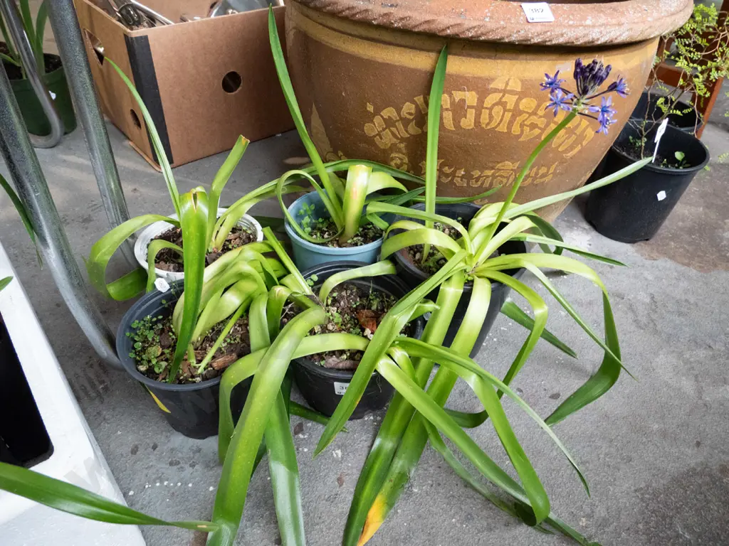 5x potted agapanthus Image 1++