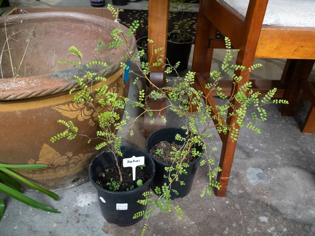 2 potted kowhai Image 1++