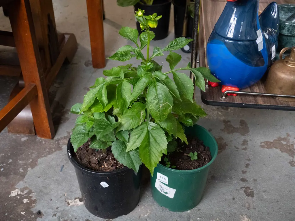 2x potted dahlias Image 1++