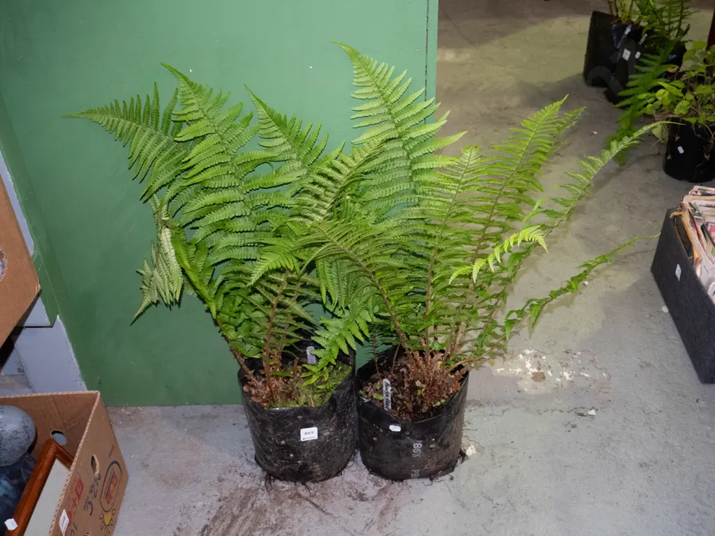2x potted punga ferns Image 1++