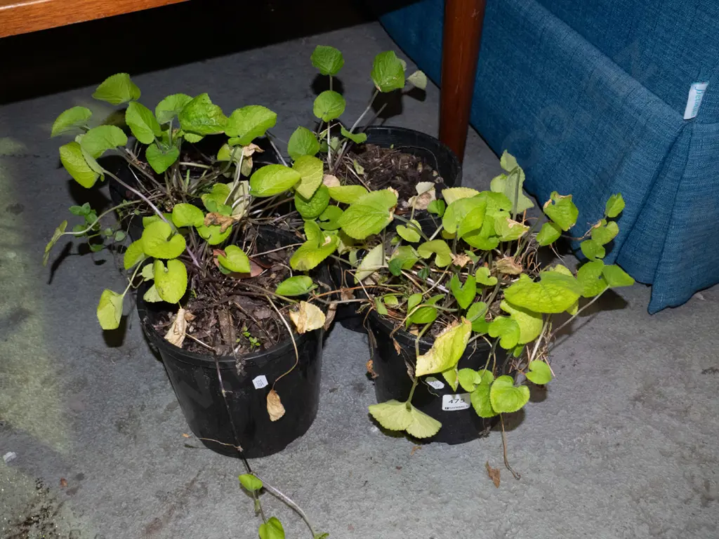 4x potted primroses Image 1++