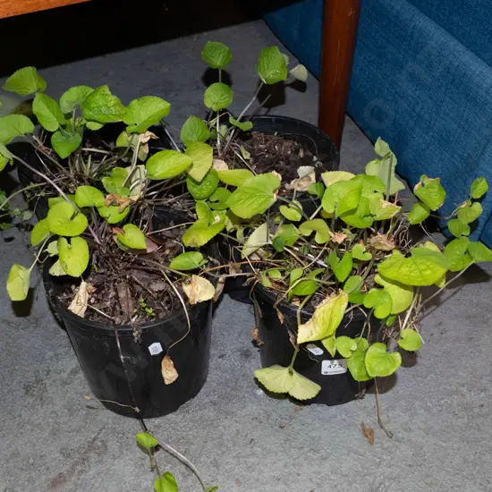 4x potted primroses