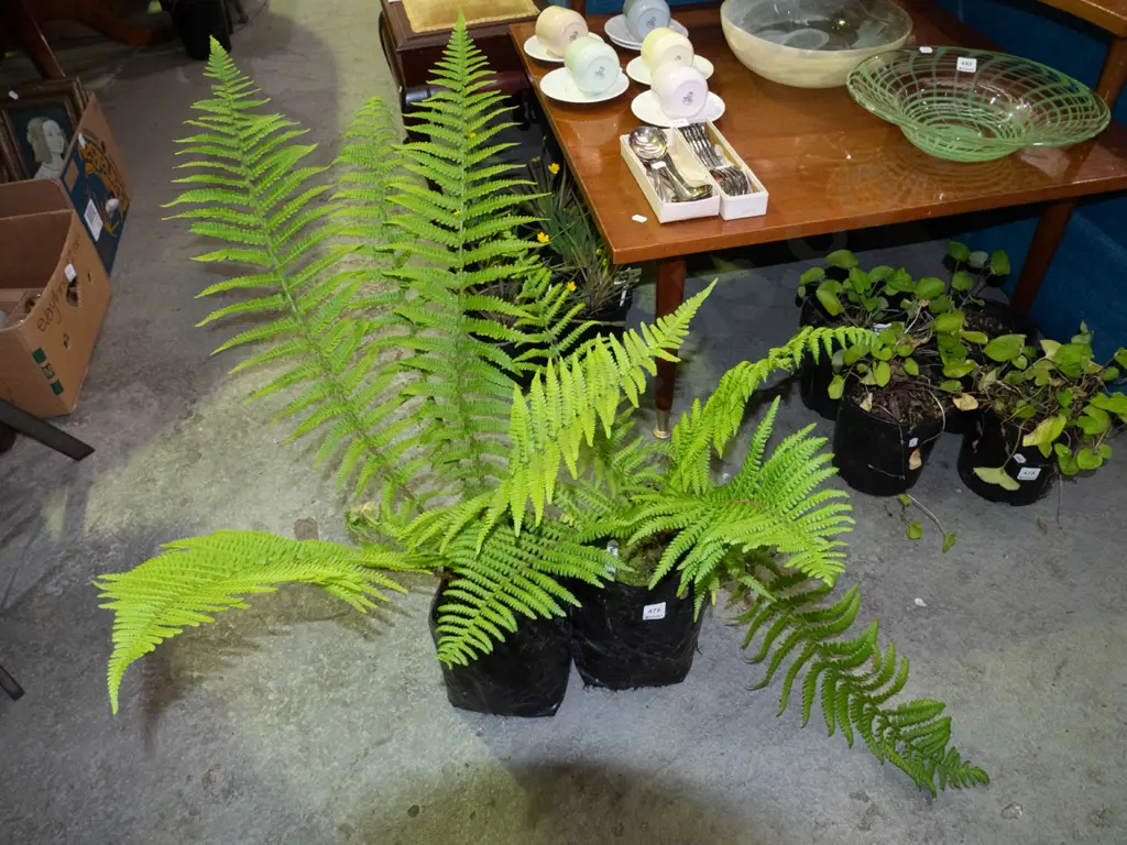 2x bags of punga ferns Image 1++