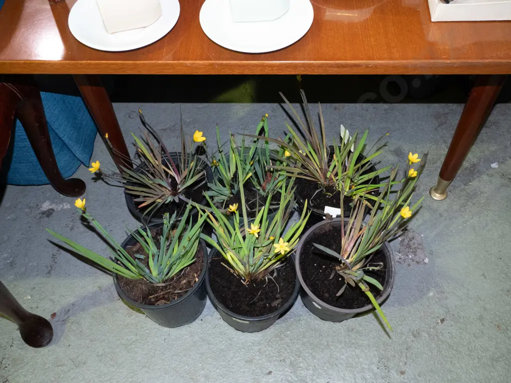6x potted yellow eyed grasses Image 1++