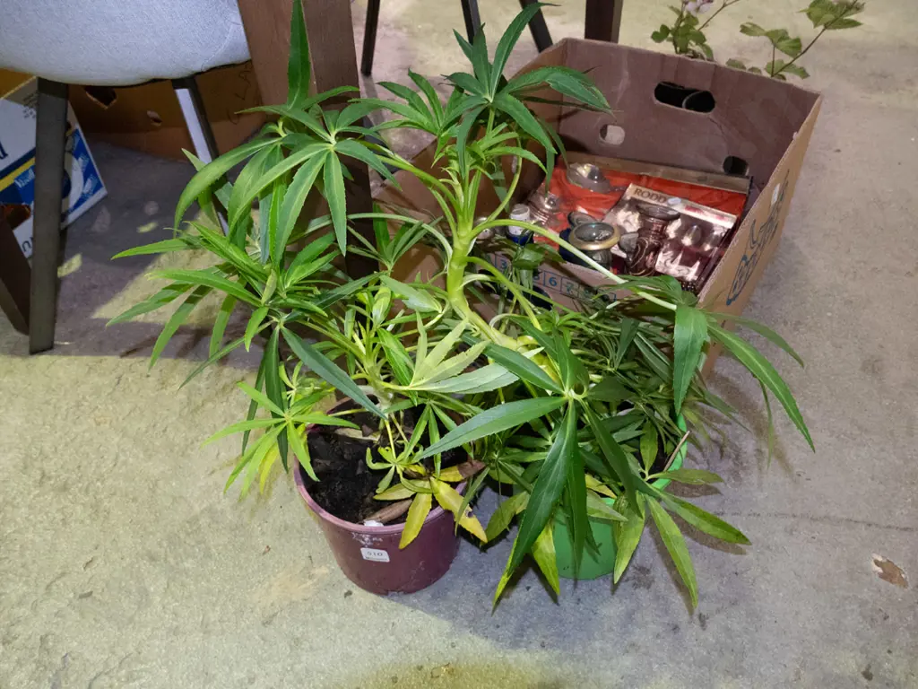 2x potted hellebores Image 1++