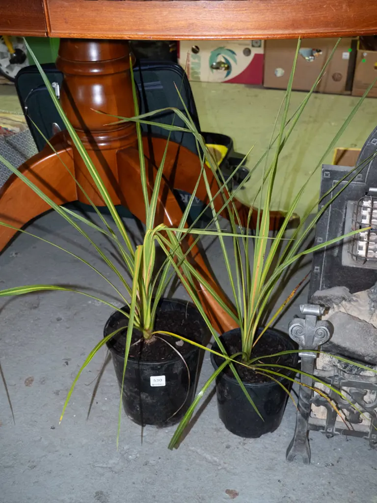 2x potted cabbage trees Image 1++