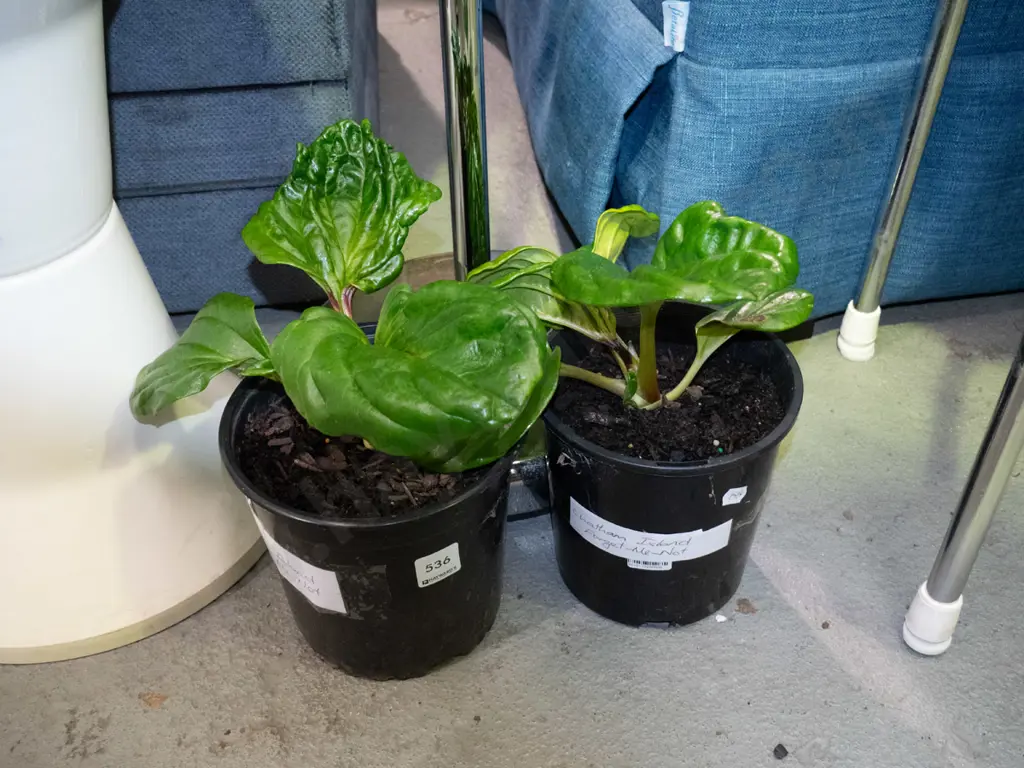 2x potted Chatham Island forget me nots Image 1++