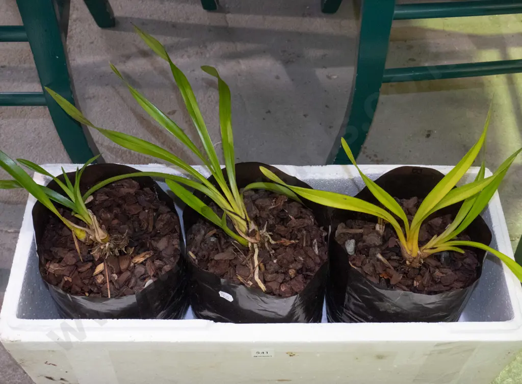 3x potted bags of orchids Image 1++