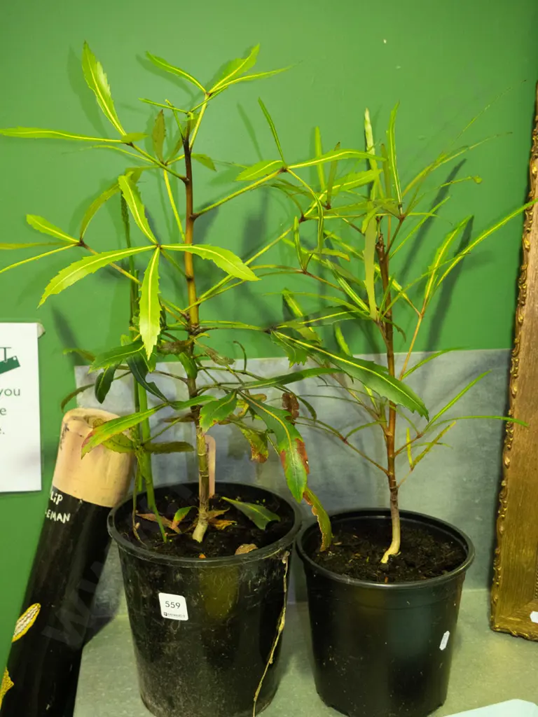 2x potted lancewoods Image 1++