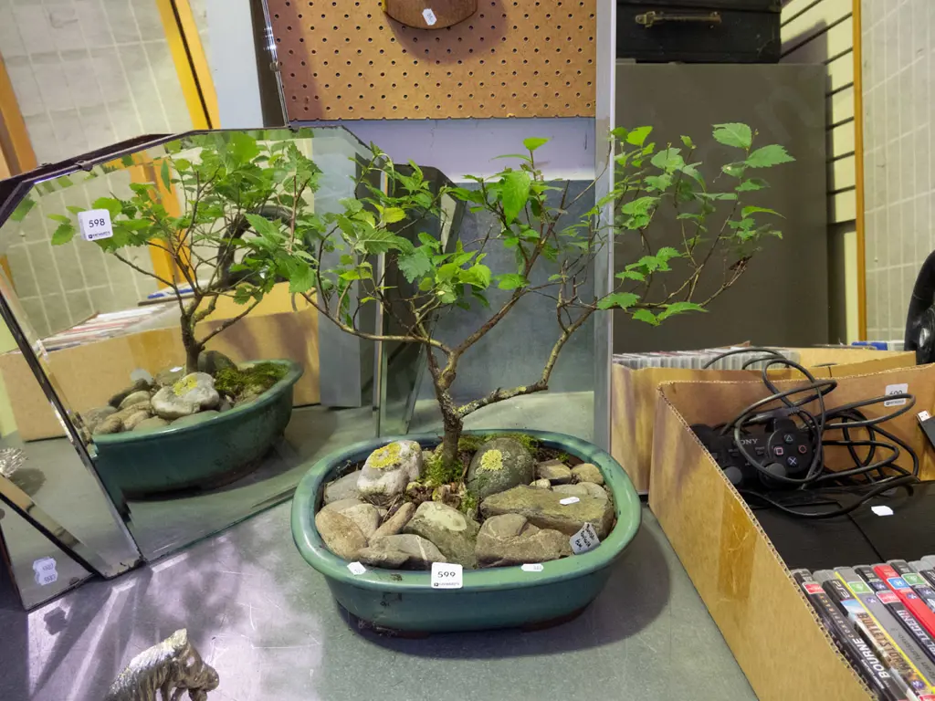 English elm bonsai Image 1++