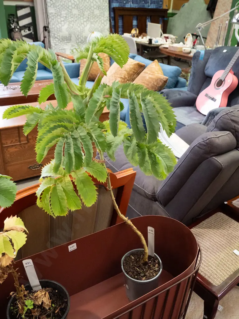 Melianthus potted shrub Image 1++