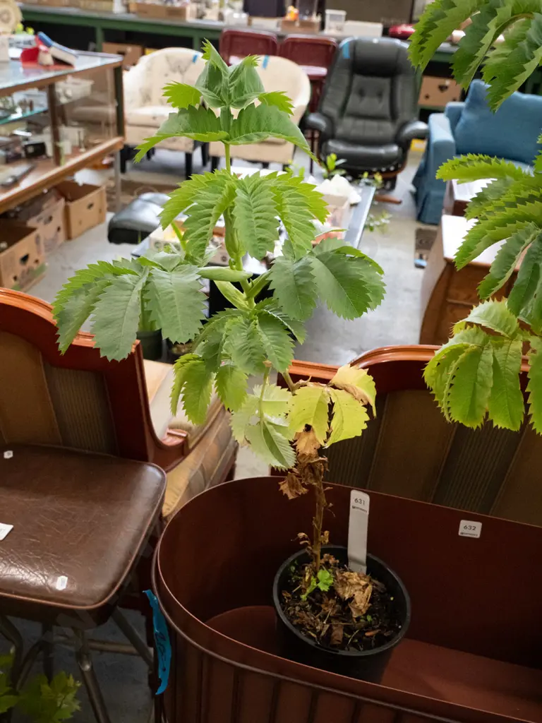 Melianthus potted shrub Image 1++