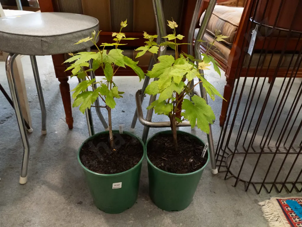 2x potted red grapes Image 1++