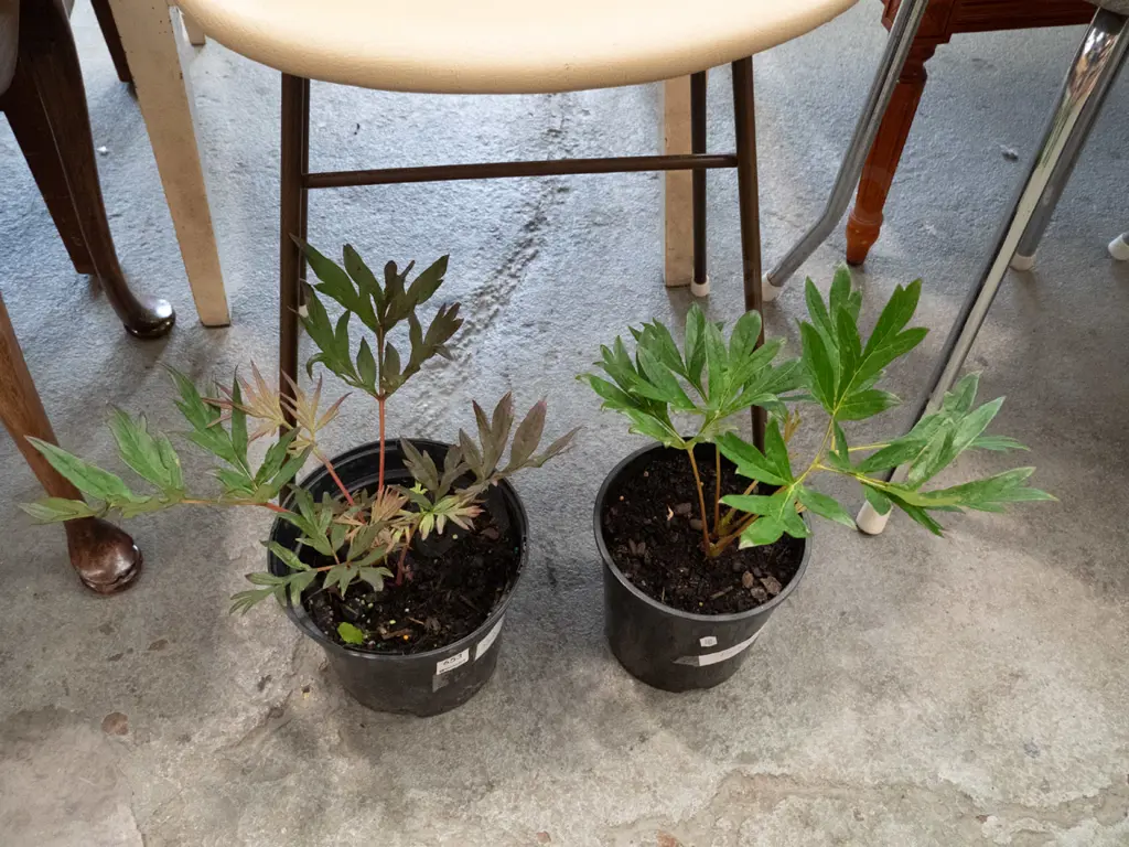 2x potted red tree peonies Image 1++