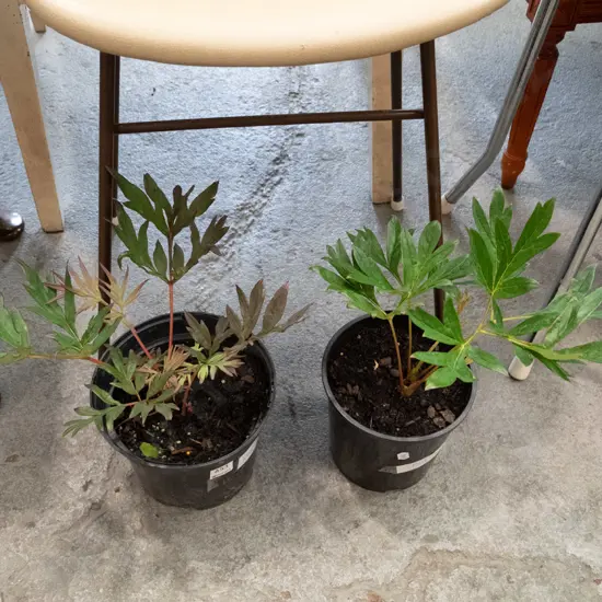 2x potted red tree peonies