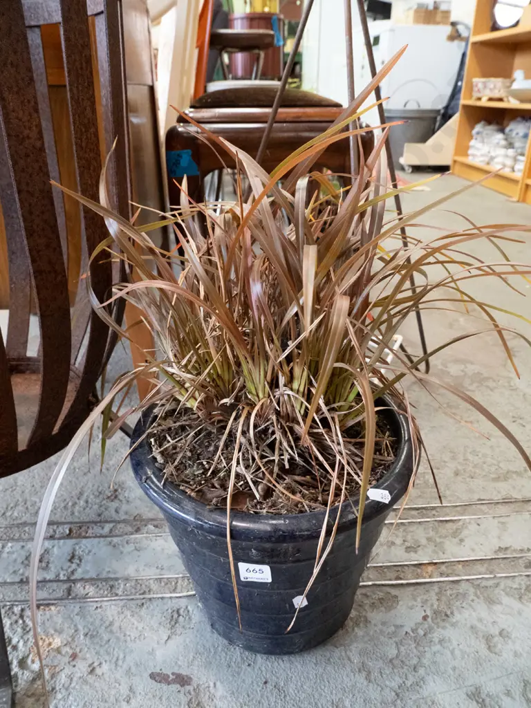 flax in blue glazed planter Image 1++