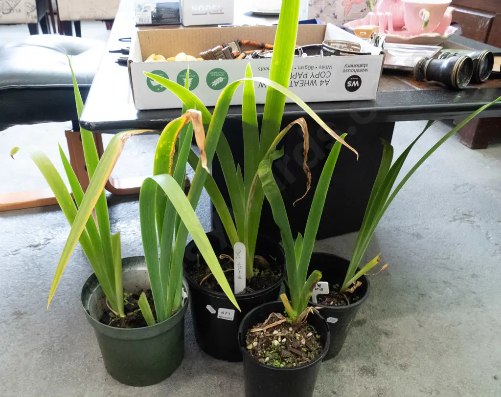 4x potted purple irises Image 1++