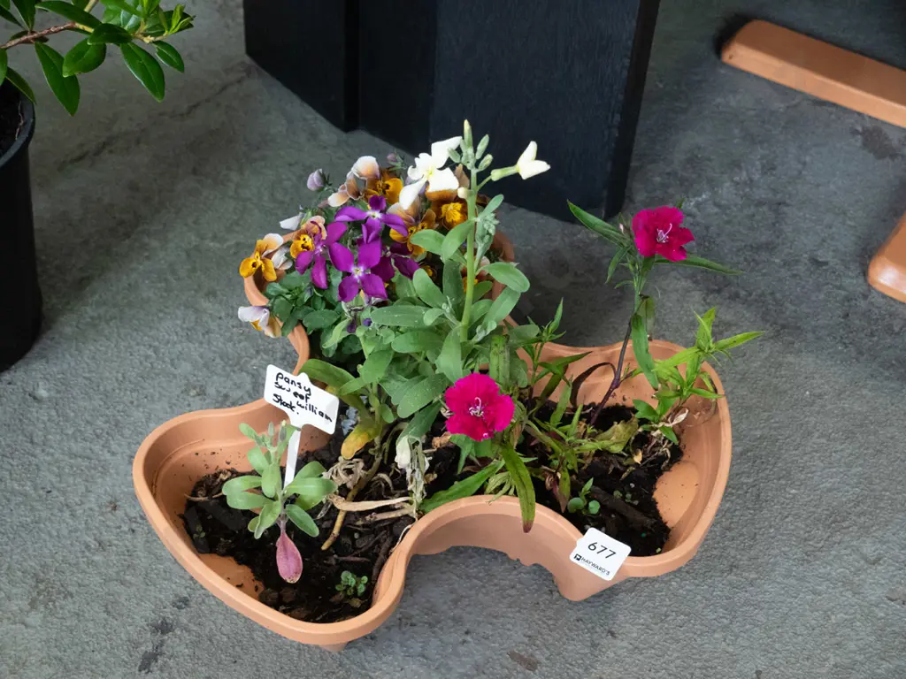 plastic planter, various pansies and sweet Williams Image 1++