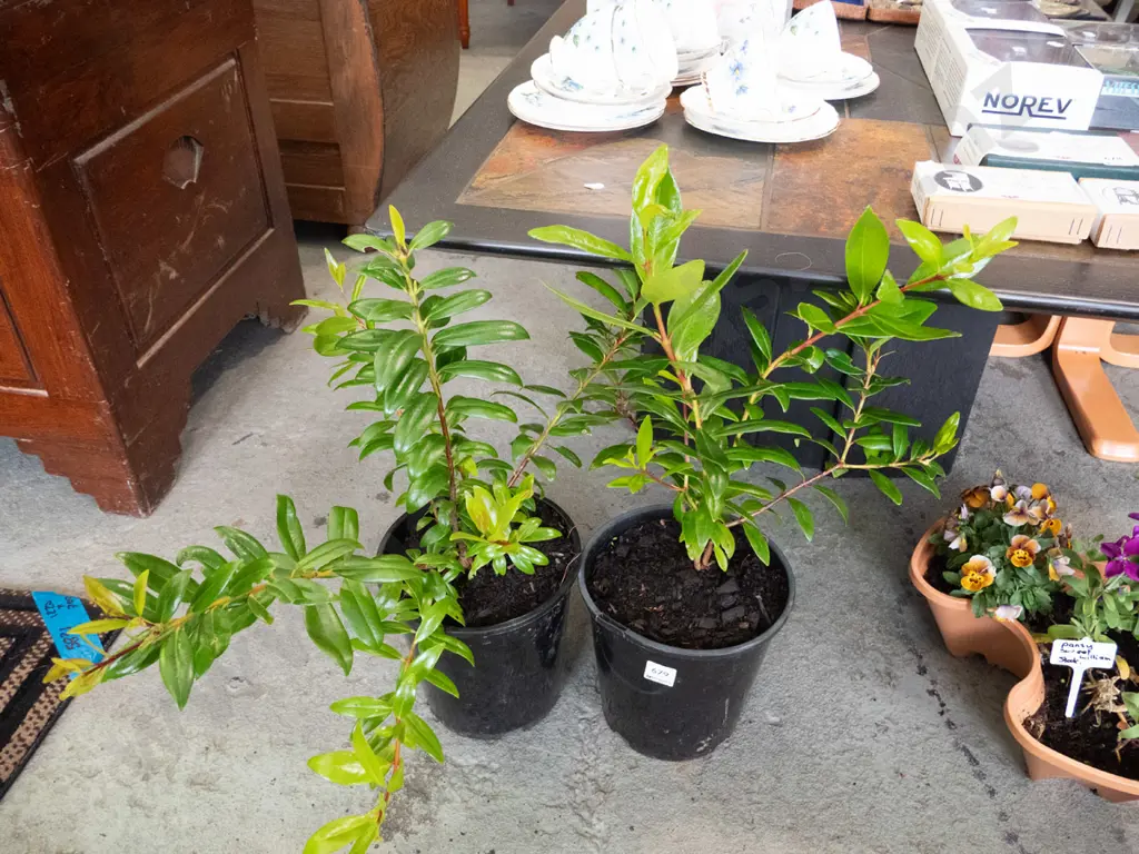 2x potted pohutakawa Image 1++