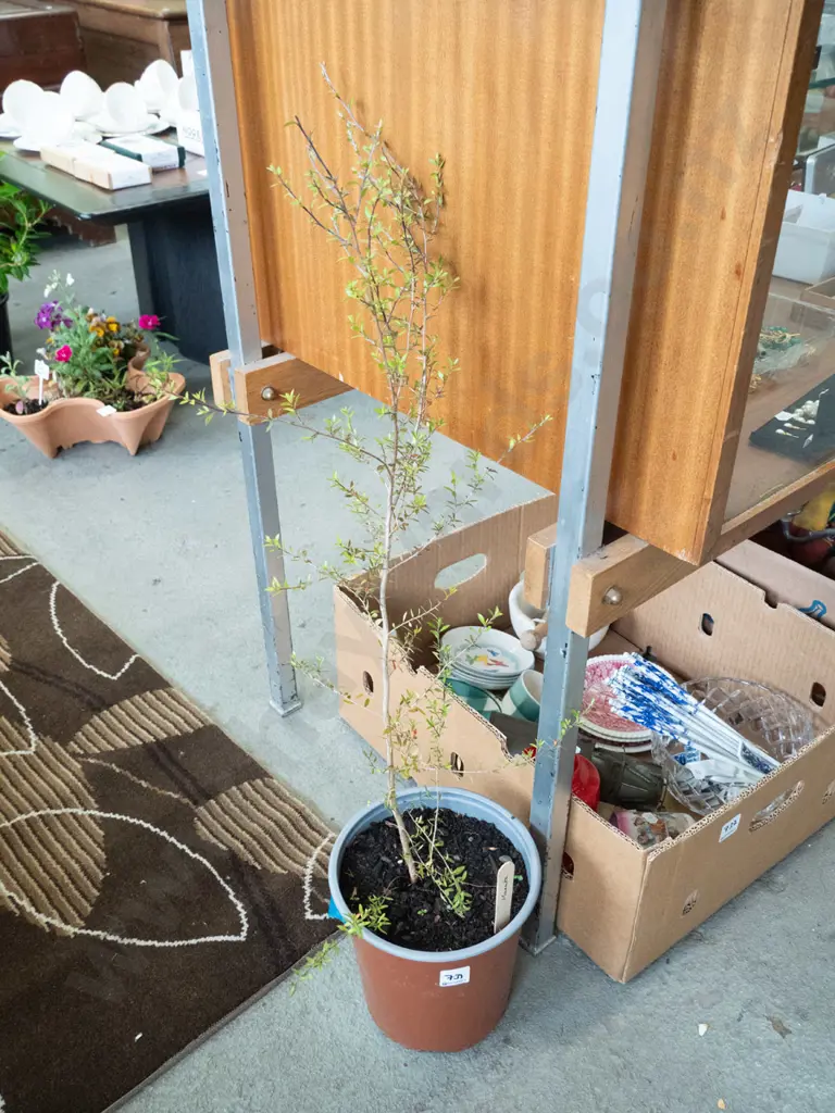 potted manuka Image 1++