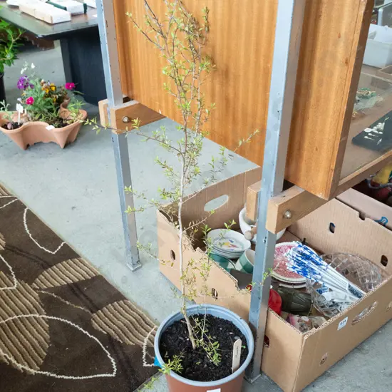 potted manuka