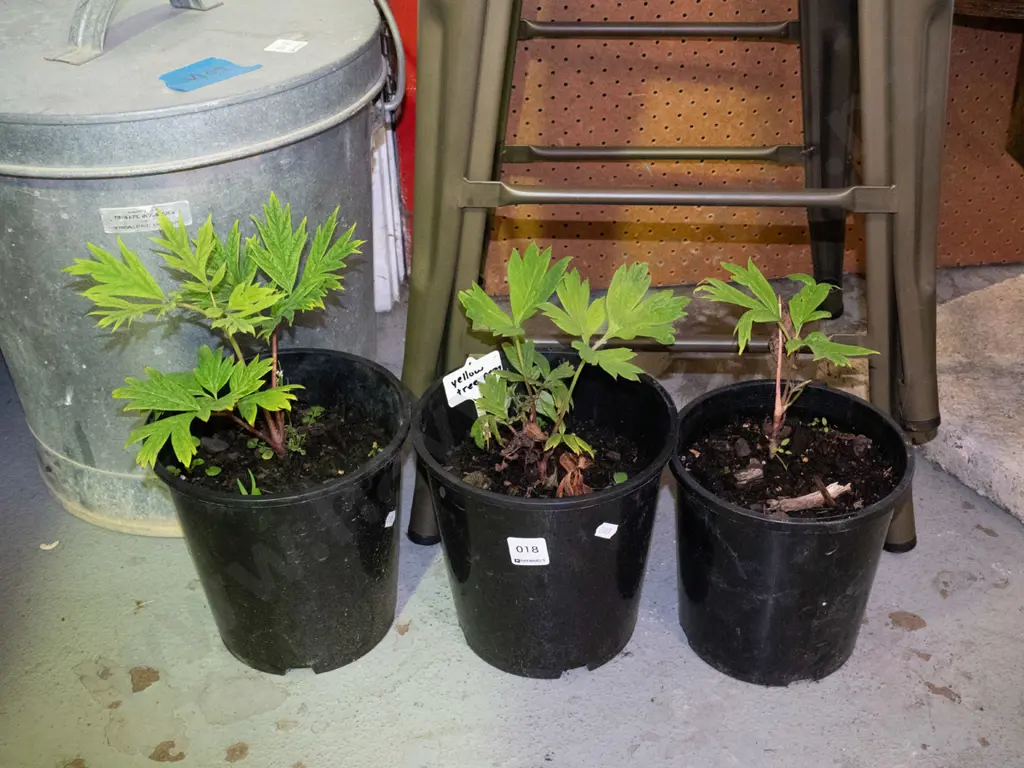 3x potted yellow tree peonies Image 1++