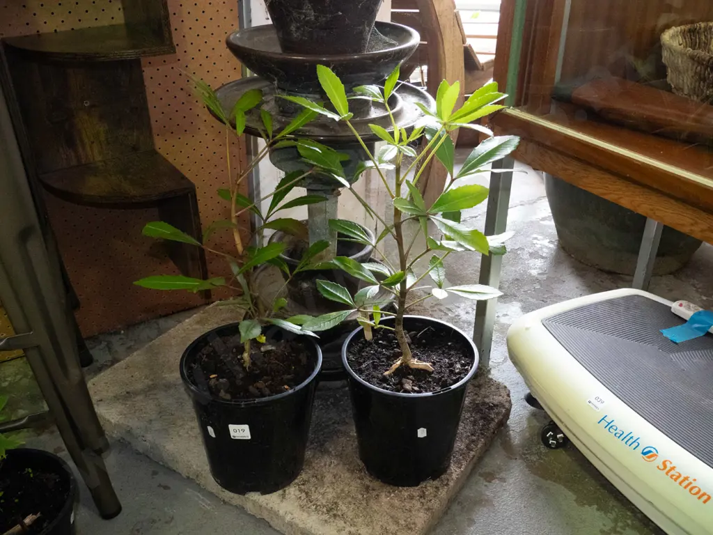 2x potted pseudopanax Image 1++